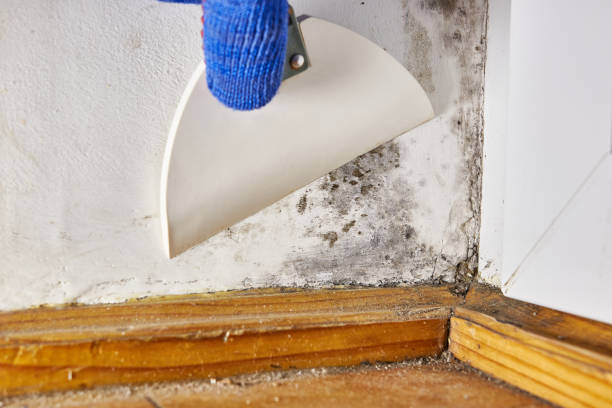 Best Mold Prevention Services  in Delta, OH